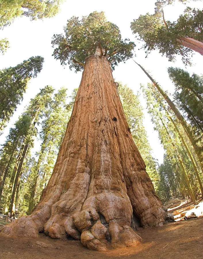 Top 10 tallest trees in the world