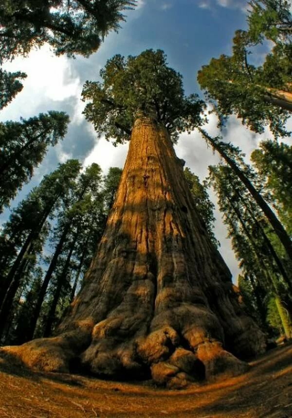 Top 10 tallest trees in the world