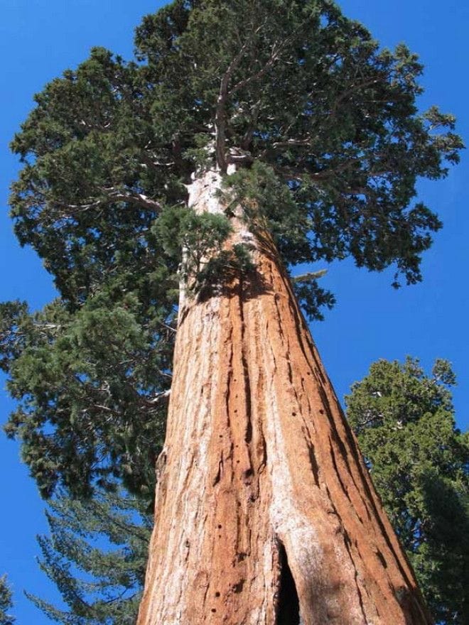 Top 10 tallest trees in the world