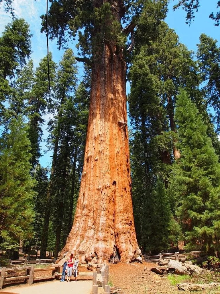 Top 10 tallest trees in the world