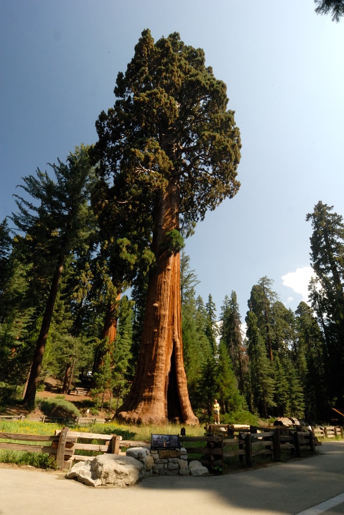 Top 10 tallest trees in the world