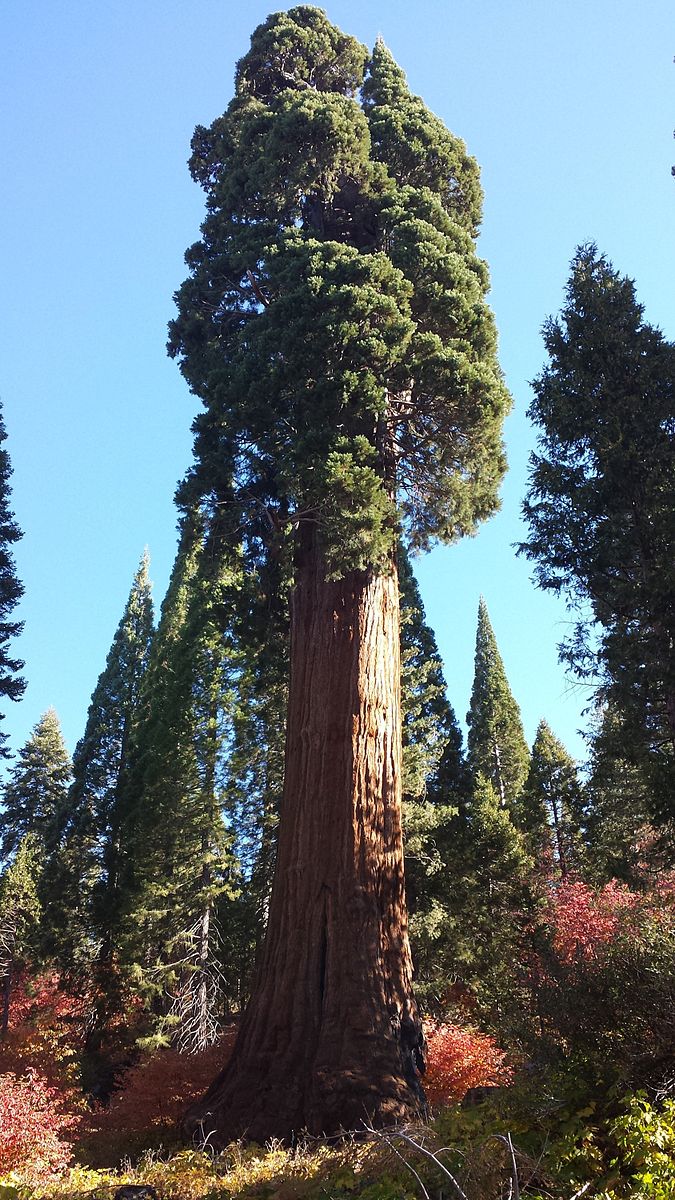 Top 10 tallest trees in the world