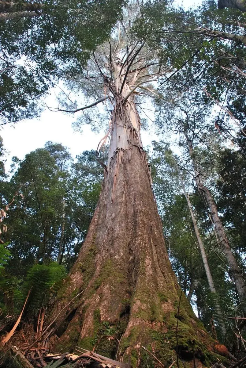 Top 10 tallest trees in the world