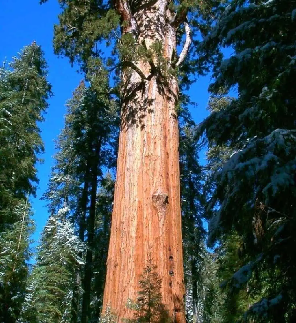 Top 10 tallest trees in the world