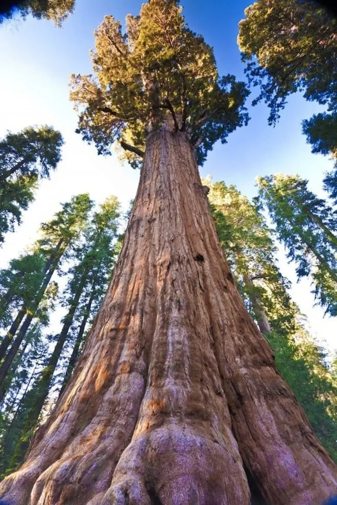 Top 10 tallest trees in the world