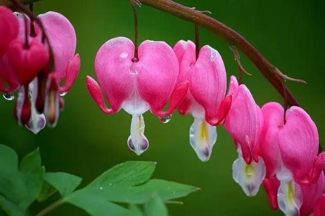 Top 10. The most beautiful flowers in the world