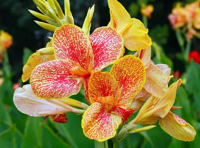 Top 10. The most beautiful flowers in the world