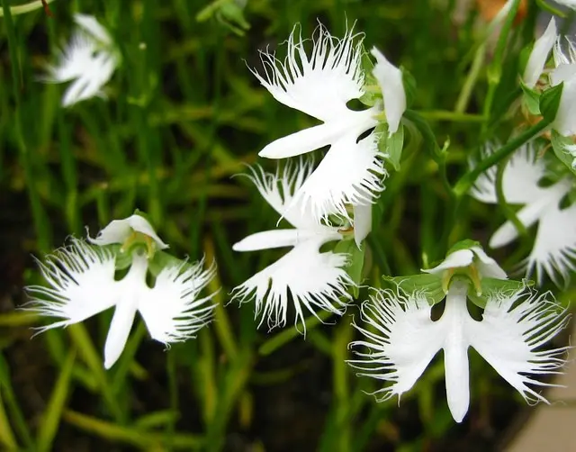 Top 10. The most beautiful flowers in the world