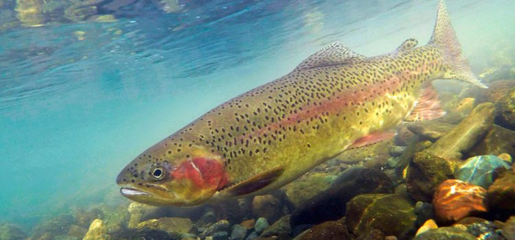 Trout benefits and harms to the body, meat composition, delicious recipes