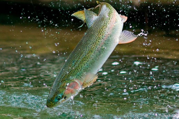 Trout benefits and harms to the body, meat composition, delicious recipes