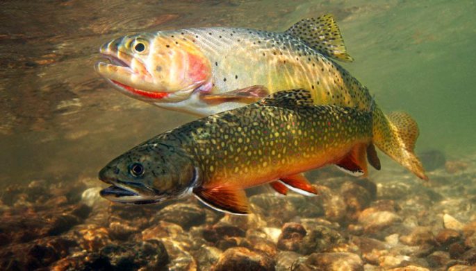 Trout benefits and harms to the body, meat composition, delicious recipes