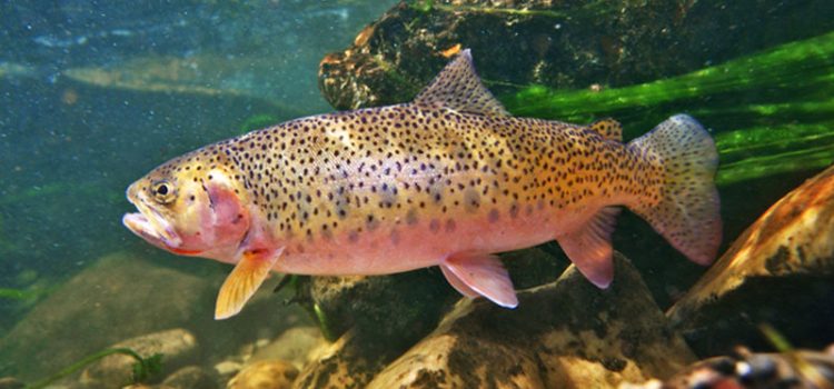 Trout: description, habitats, types of trout, range