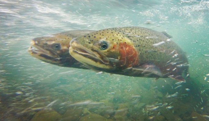 Trout: description, habitats, types of trout, range