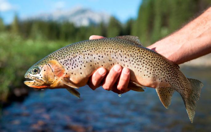 Trout: description, habitats, types of trout, range