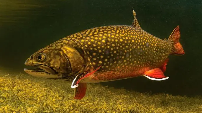 Trout: description, habitats, types of trout, range