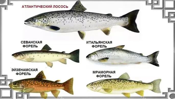 Trout: description, habitats, types of trout, range