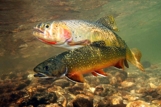 Trout: description, habitats, types of trout, range