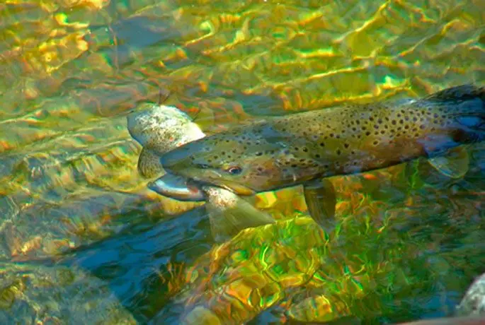 Trout: description, habitats, types of trout, range