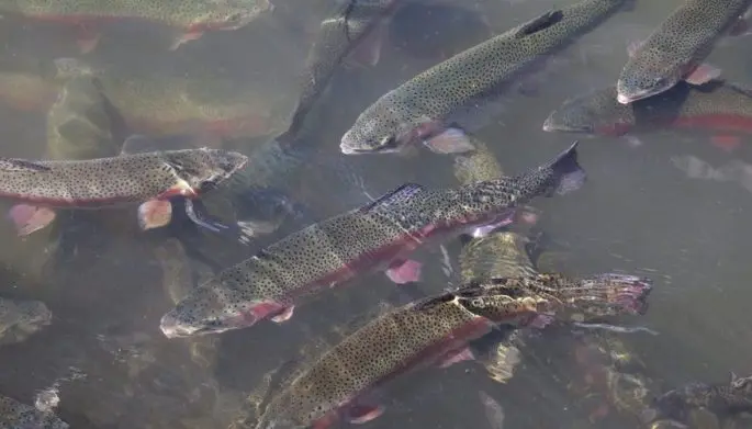 Trout: description, habitats, types of trout, range