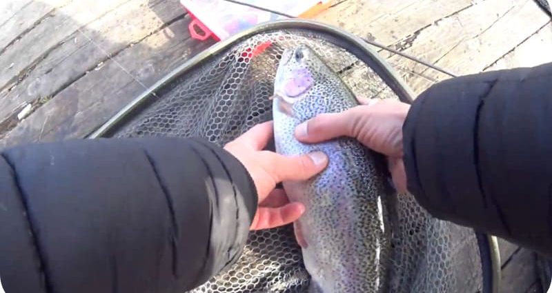 Pesca de truta para doshirak – uma combinação matadora