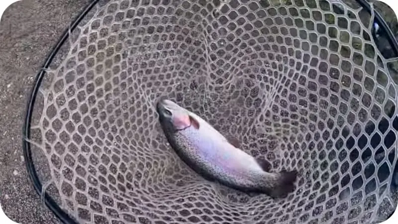 Trout fishing for doshirak - a killer combination