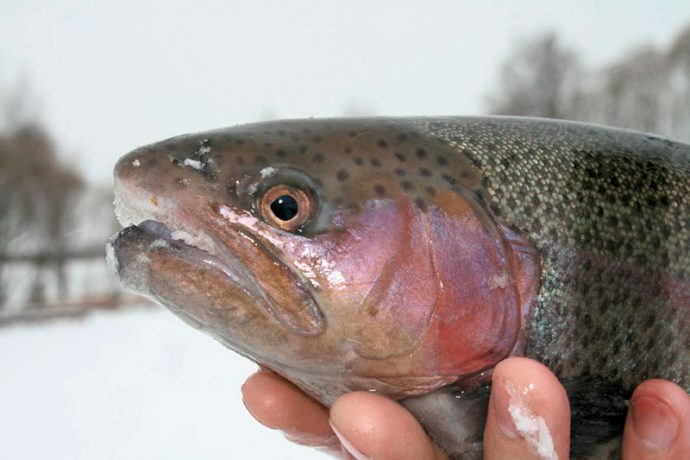 Trout fishing in winter on paysites: tackle, equipment, bait and bait