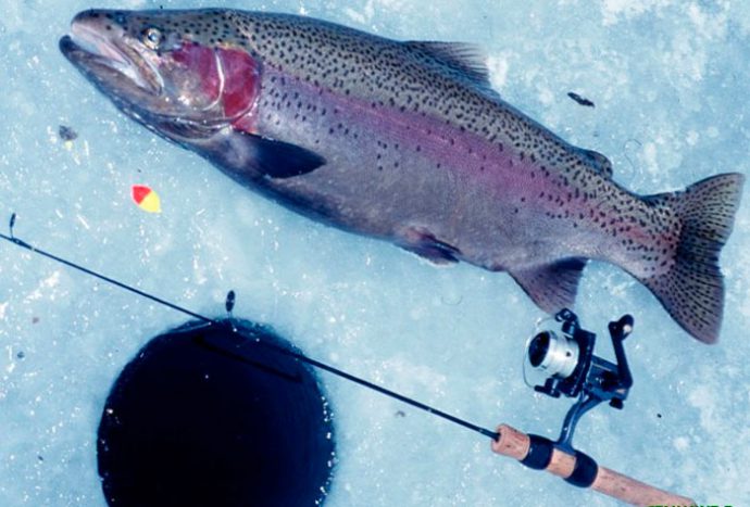 Trout fishing in winter on paysites: tackle, equipment, bait and bait