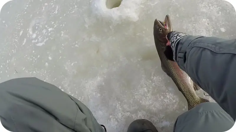 Trout fishing in winter: the best tactics and secrets of fishing