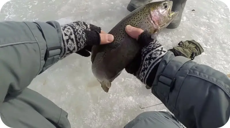 Trout fishing in winter: the best tactics and secrets of fishing