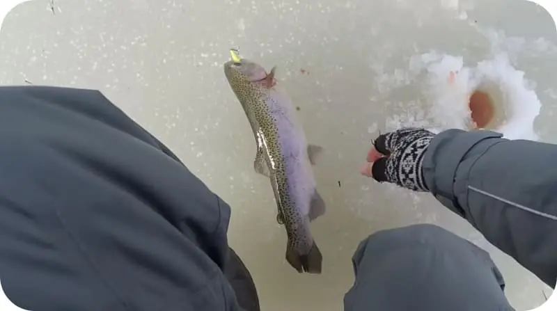 Trout fishing in winter: the best tactics and secrets of fishing