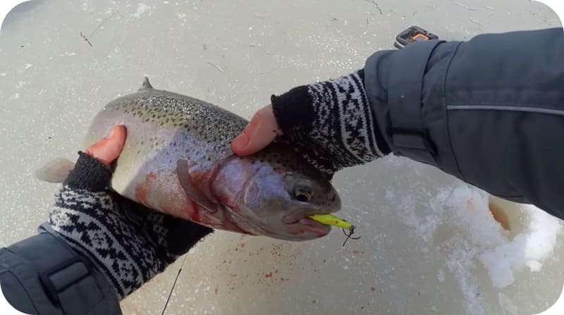 Trout fishing in winter: the best tactics and secrets of fishing