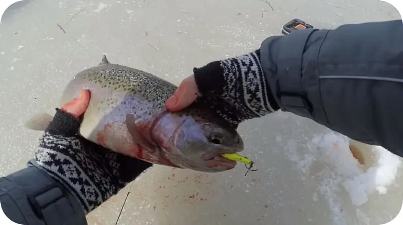 Trout fishing in winter: the best tactics and secrets of fishing