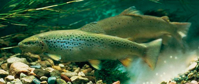 Trout spawning: when the trout spawns, where and how