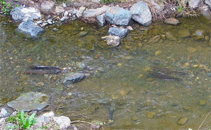 Trout spawning: when the trout spawns, where and how