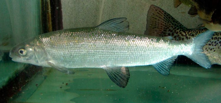 Tugun 魚：描述、棲息地、捕魚技術和食譜