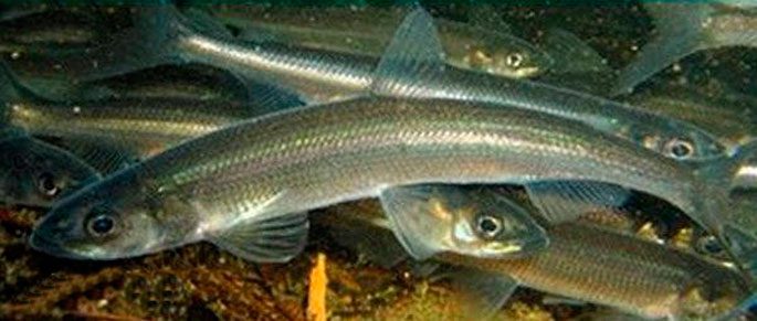 Tugun fish: description, habitat, fishing technique and recipes