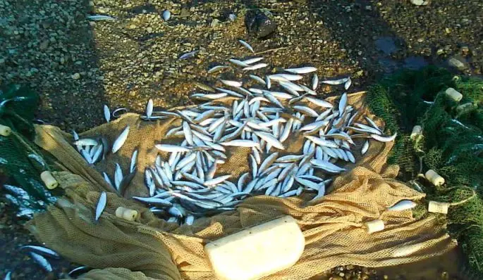 Tugun fish: description, habitat, fishing technique and recipes