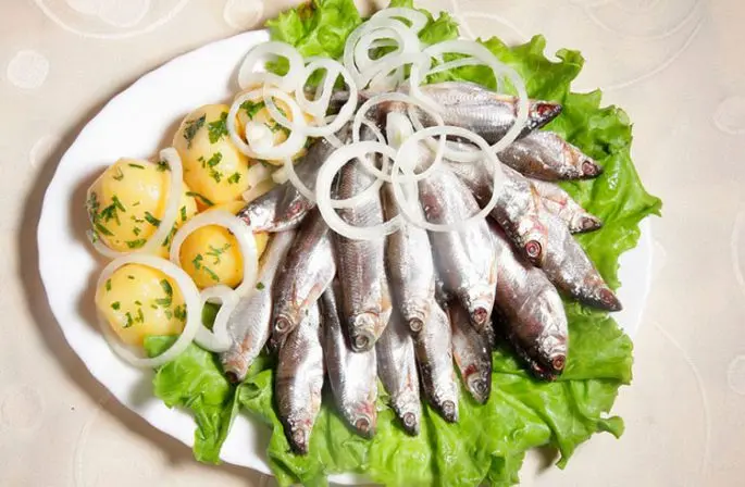 Tugun fish: description, habitat, fishing technique and recipes