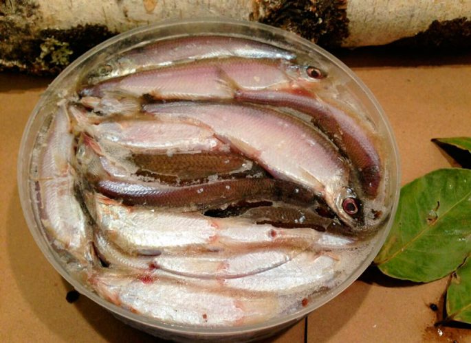 Tugun fish: description, habitat, fishing technique and recipes