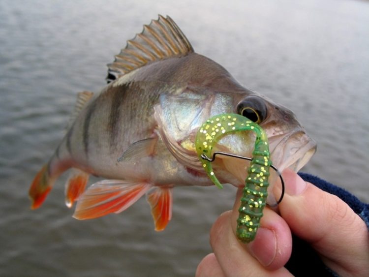 Twisters: features of modern active lures