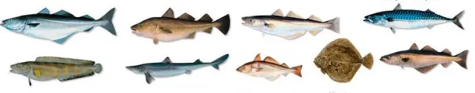 Types of white fish, names with photos, a complete list, useful properties