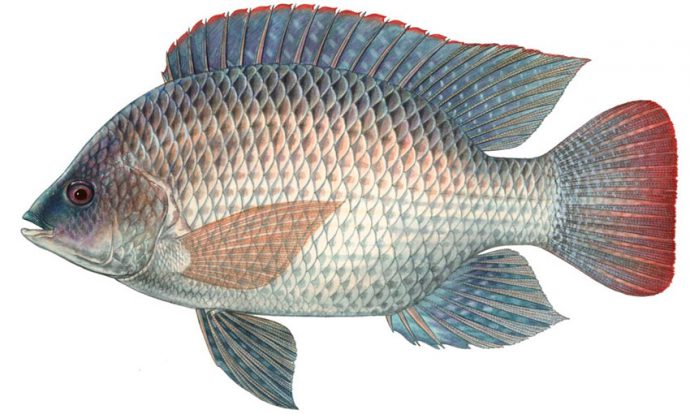 Types of white fish, names with photos, a complete list, useful properties