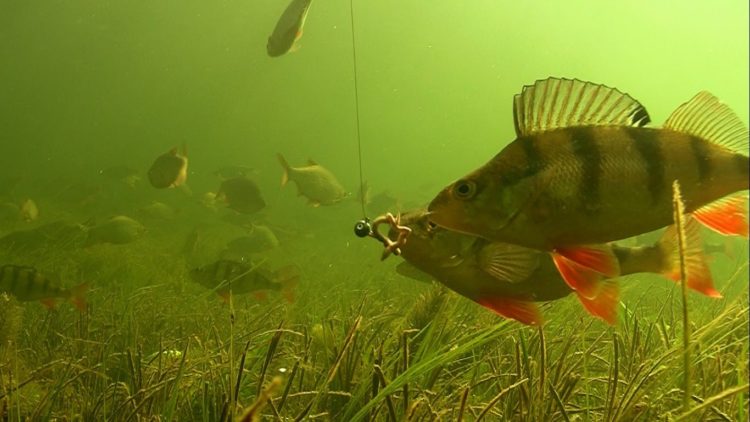 Vedenalainen kamera kalastukseen: valintakriteerit, erot ja ominaisuudet
