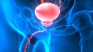 膀胱 - 膀胱的解剖結構和功能