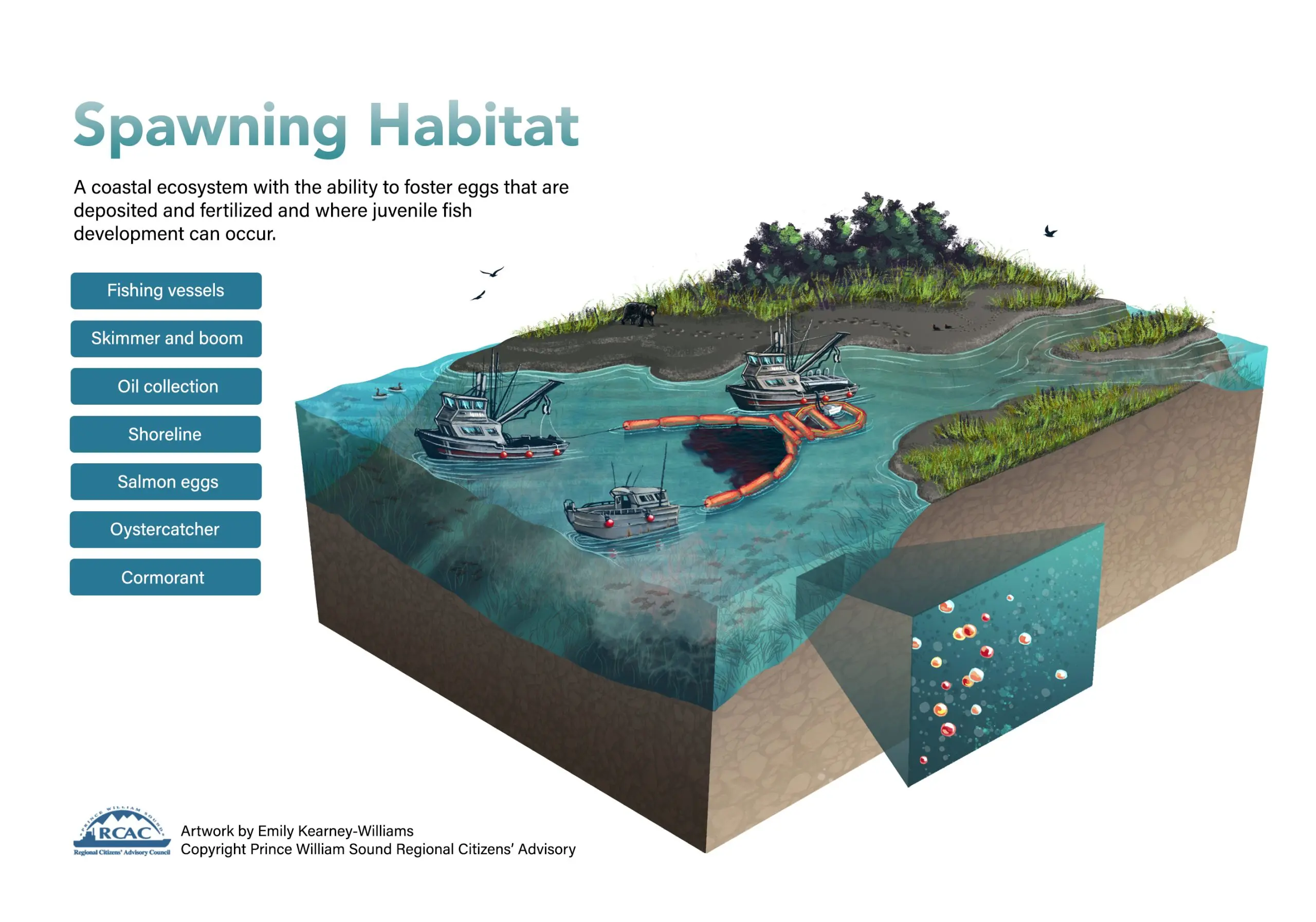 Useful information about katran: habitats, catching and spawning