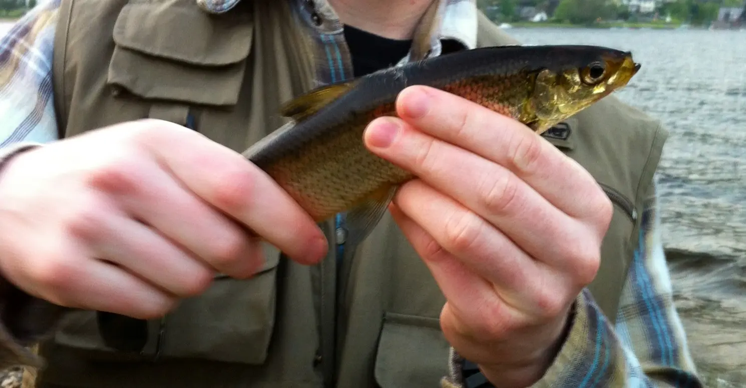 Vendace fishing: tackle for catching vendace fish on a bait