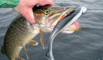 Vibrotail for pike. Top 10 best vibrotails for pike fishing