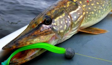 Vibrotail for pike. Top 10 best vibrotails for pike fishing