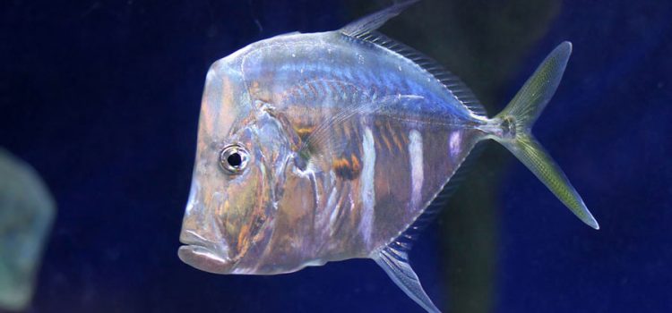 Vomer fish: description with photo, where it lives, what it eats