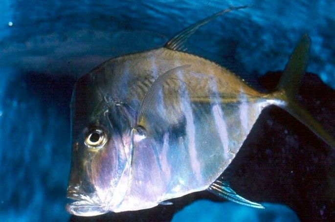 Vomer fish: description with photo, where it lives, what it eats